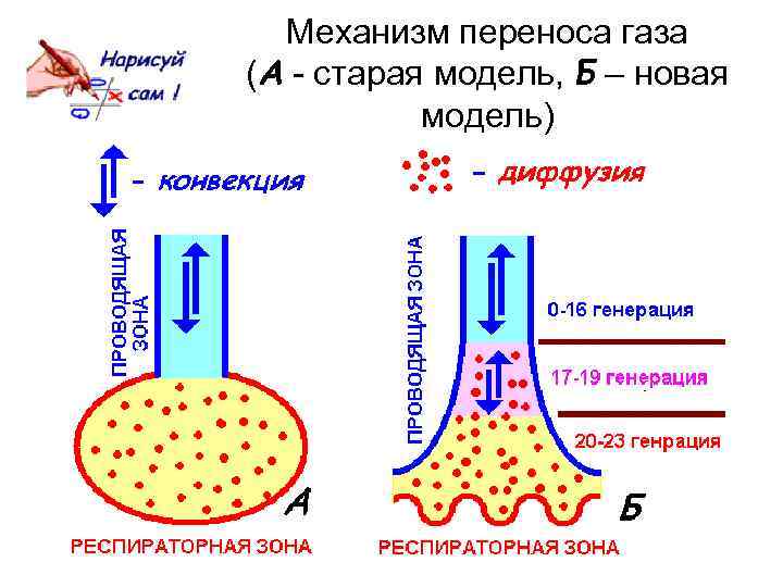 Механизм переноса газа (А - старая модель, Б – новая модель) 