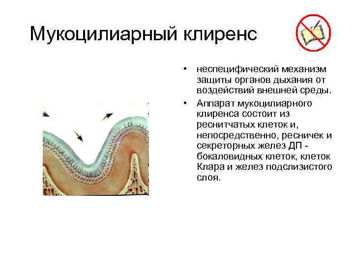 Мукоцилиарный клиренс • неспецифический механизм защиты органов дыхания от воздействий внешней среды. • Аппарат