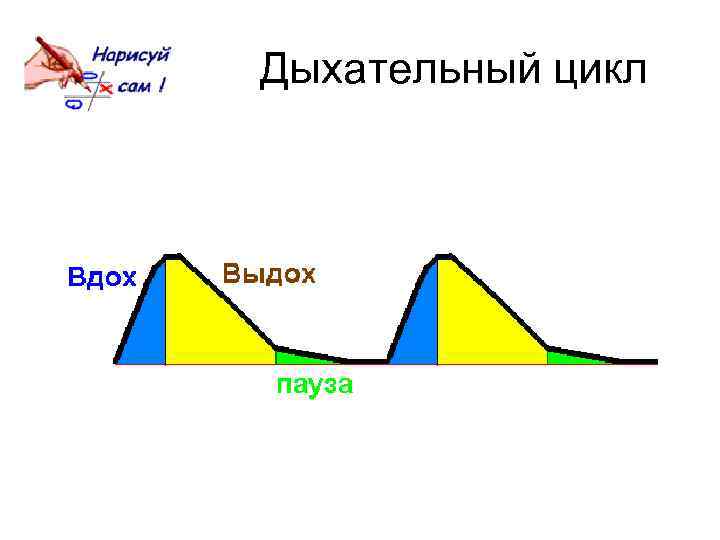 Дыхательный цикл 