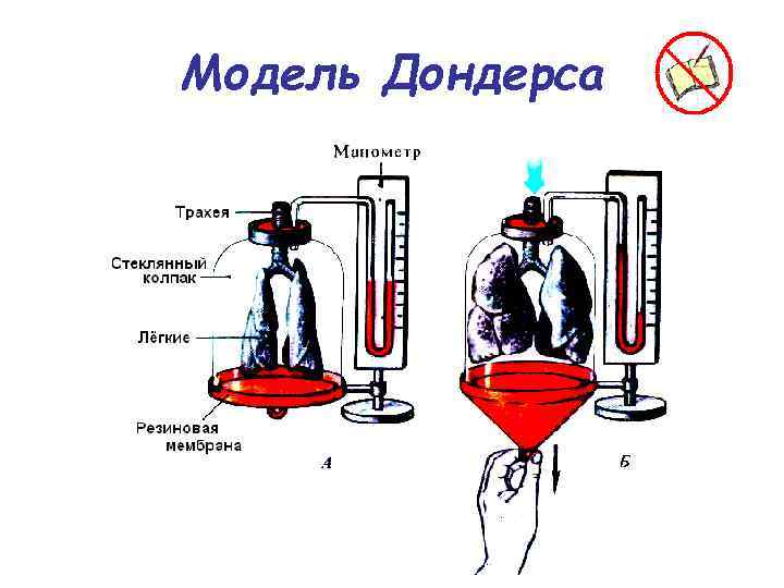 Модель Дондерса 