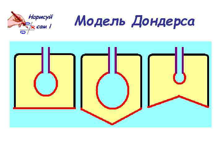 Модель Дондерса 