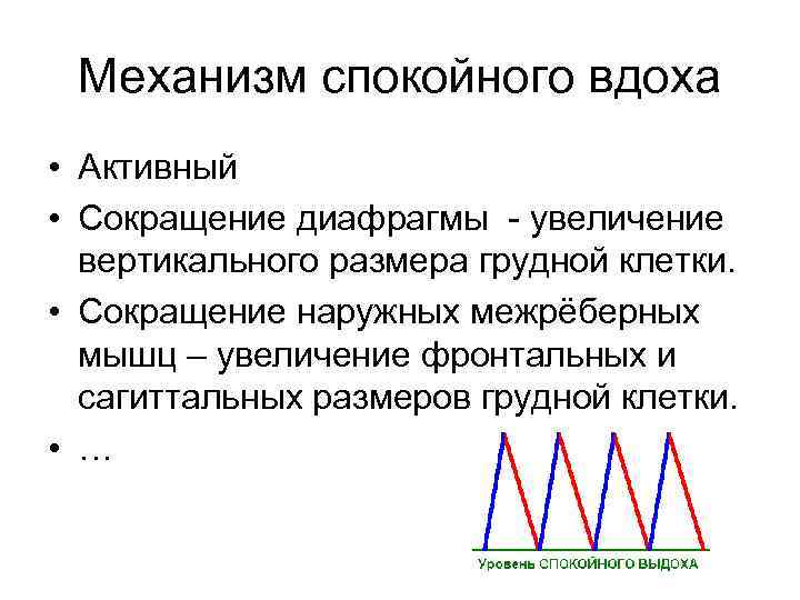 Механизм спокойного вдоха • Активный • Сокращение диафрагмы - увеличение вертикального размера грудной клетки.