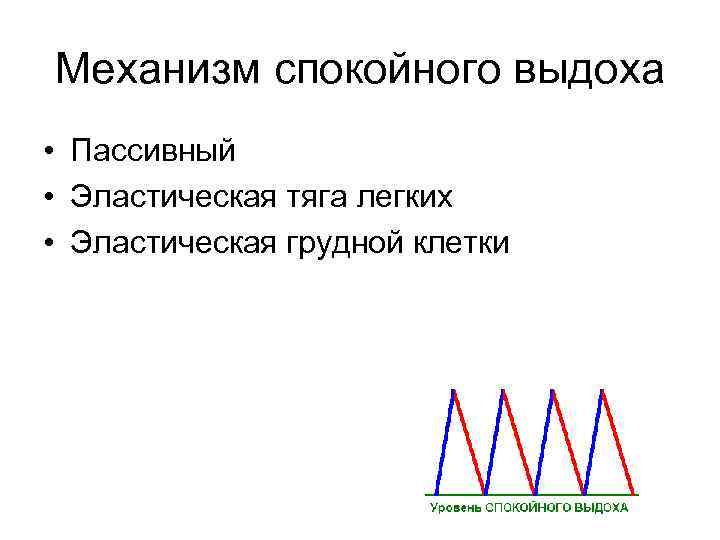 Механизм спокойного выдоха • Пассивный • Эластическая тяга легких • Эластическая грудной клетки 