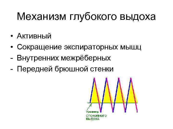 Механизм глубокого выдоха • • - Активный Сокращение экспираторных мышц Внутренних межрёберных Передней брюшной