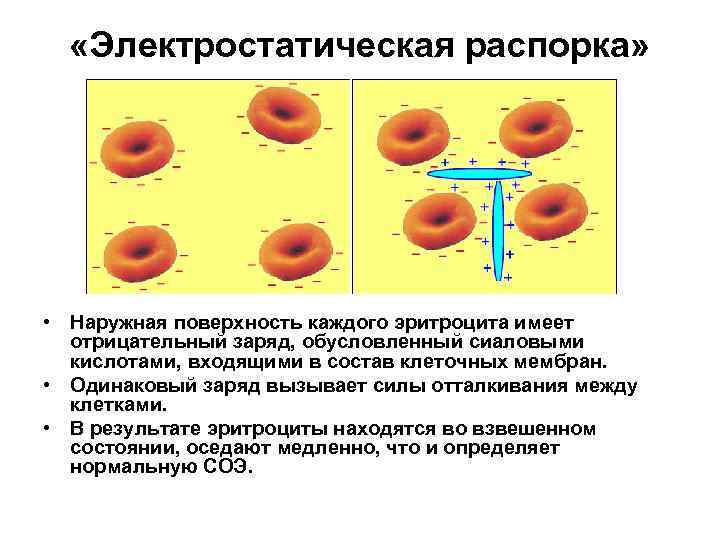  «Электростатическая распорка» • Наружная поверхность каждого эритроцита имеет отрицательный заряд, обусловленный сиаловыми кислотами,