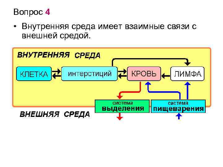 Какую среду имеет. Взаимосвязь внутренней среды организма. Внешняя и внутренняя среда организма. Внешняя и внутренняя среда человека. Взаимосвязи связи внешней и внутренней среды.