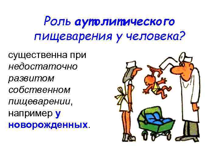 Роль аутолитического пищеварения у человека? существенна при недостаточно развитом собственном пищеварении, например у новорожденных.