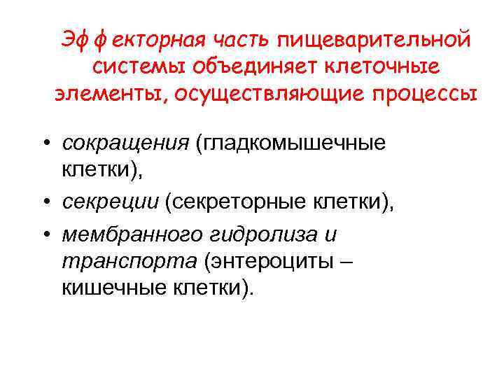 Эффекторная часть пищеварительной системы объединяет клеточные элементы, осуществляющие процессы • сокращения (гладкомышечные клетки), •