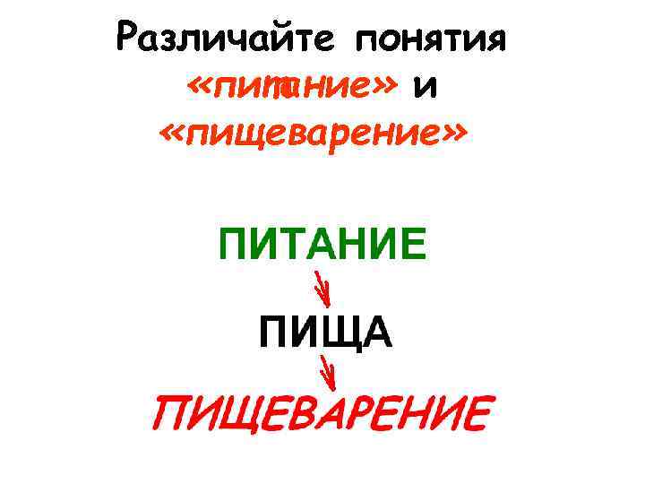 Различайте понятия «питание» и «пищеварение» 