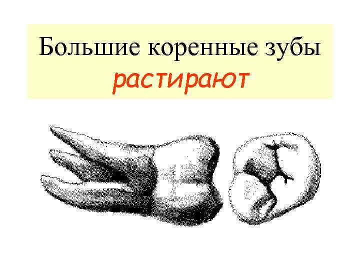 Большие коренные зубы растирают 