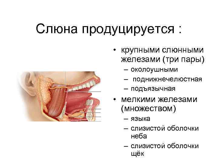 Слюна продуцируется : • крупными слюнными железами (три пары) – околоушными – поднижнечелюстная –