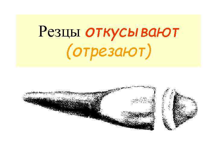 Резцы откусывают (отрезают) 