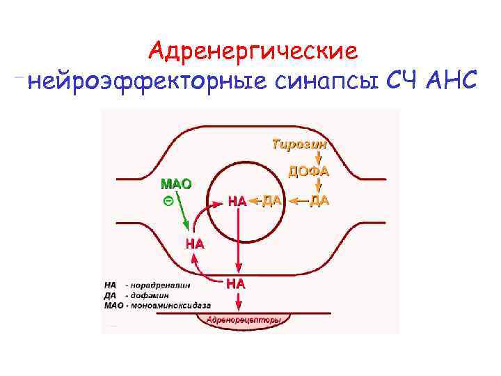 Адренергический нейрон