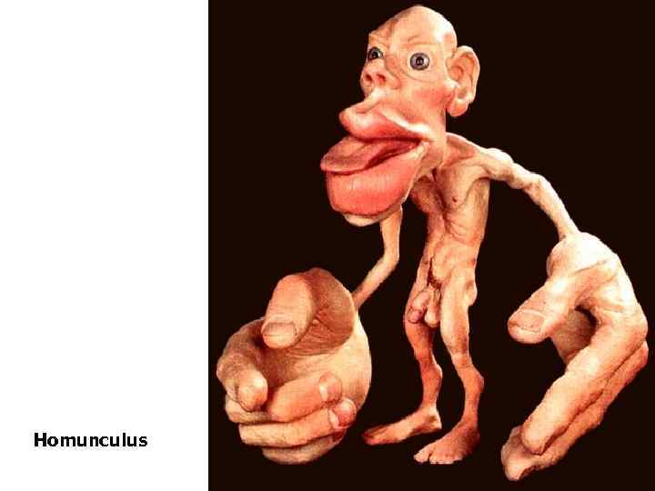 Homunculus 