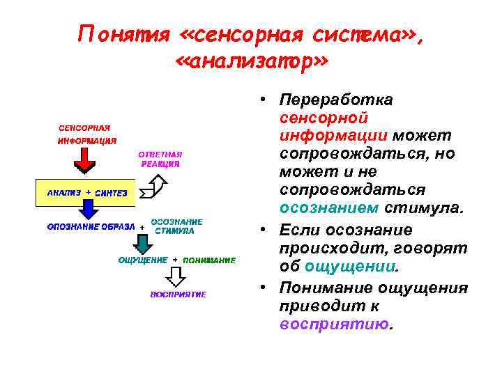 Понятия «сенсорная система» , «анализатор» • Переработка сенсорной информации может сопровождаться, но может и