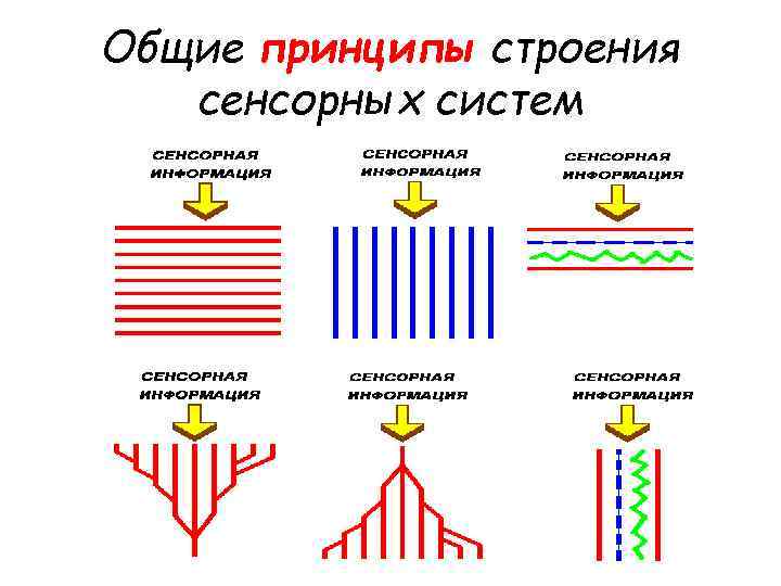 Общие принципы строения сенсорных систем 