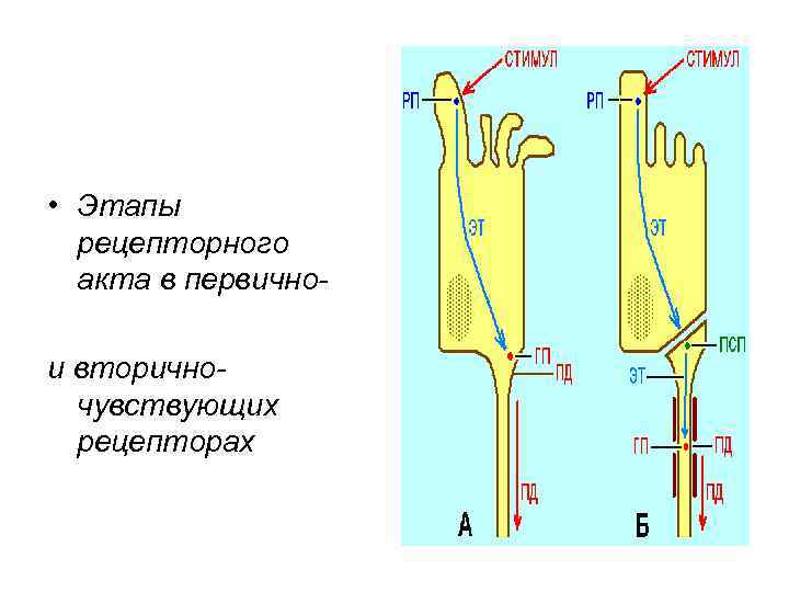  • Этапы рецепторного акта в первично- и вторичночувствующих рецепторах 
