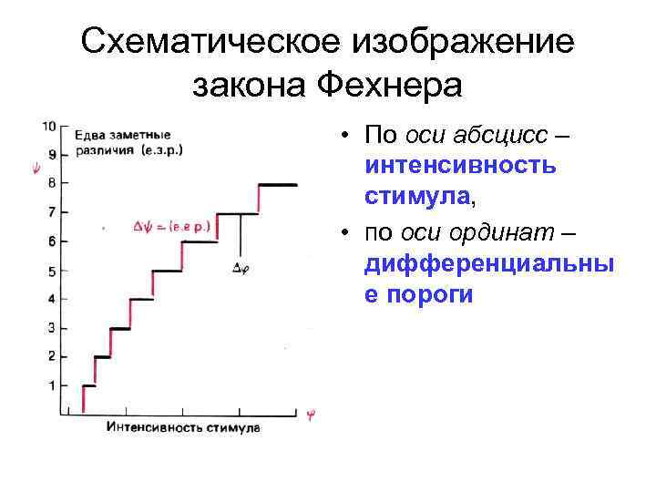 Схематическое изображение закона Фехнера • По оси абсцисс – интенсивность стимула, • по оси