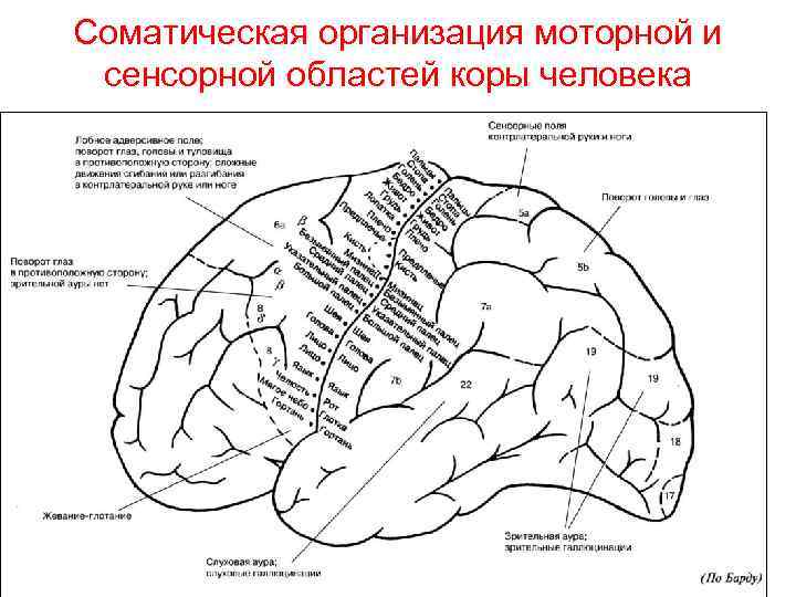 Соматическая организация моторной и сенсорной областей коры человека 