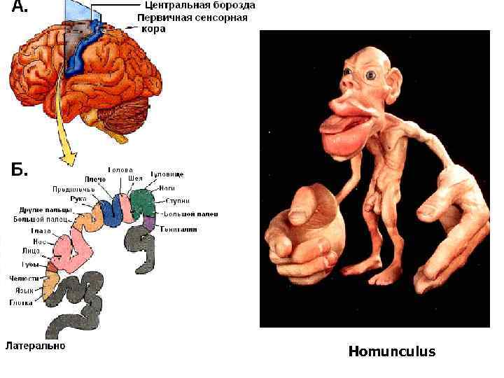 Homunculus 