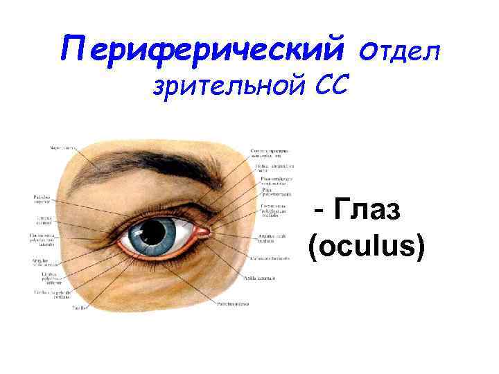 Периферический отдел зрительной СС - Глаз (оculus) 