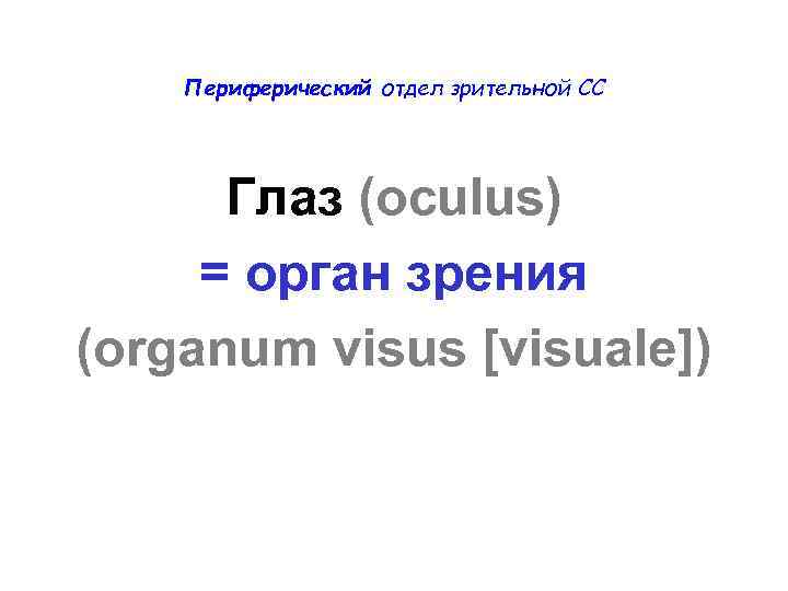 Периферический отдел зрительной СС Глаз (оculus) = орган зрения (organum visus [visuale]) 