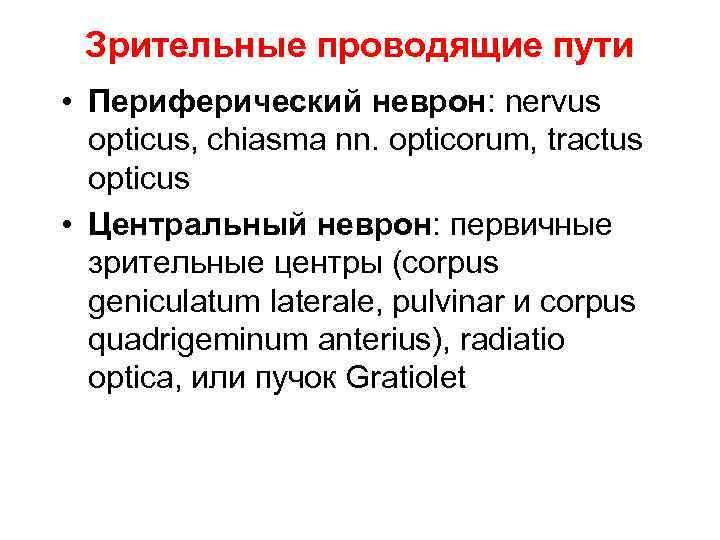 Зрительные проводящие пути • Периферический неврон: nervus opticus, chiasma nn. opticorum, tractus opticus •