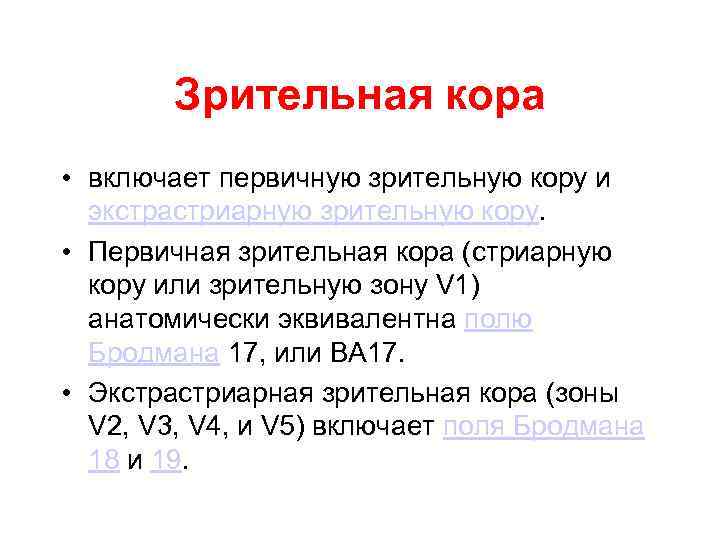 Зрительная кора • включает первичную зрительную кору и экстрастриарную зрительную кору. • Первичная зрительная