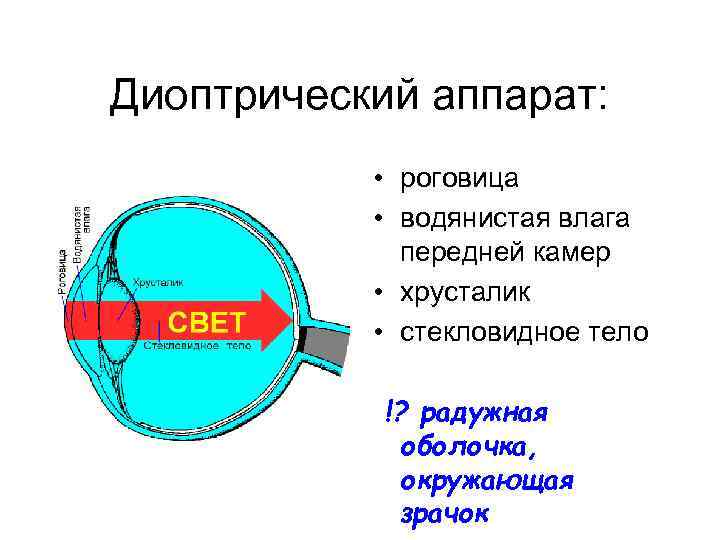 Диоптрический аппарат: • роговица • водянистая влага передней камер • хрусталик • стекловидное тело