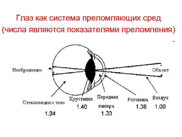 Глаз как система преломляющих сред (числа являются показателями преломления) 
