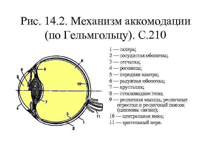 Рис. 14. 2. Механизм аккомодации (по Гельмгольцу). С. 210 1 — склера; 2 —