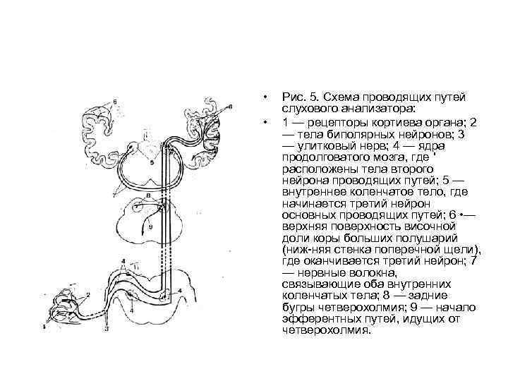  • • Рис. 5. Схема проводящих путей слухового анализатора: 1 — рецепторы кортиева