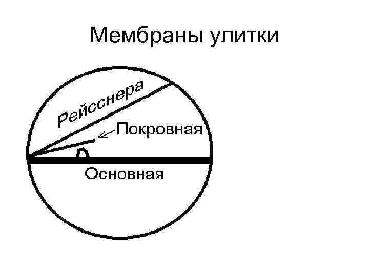 Мембраны улитки 