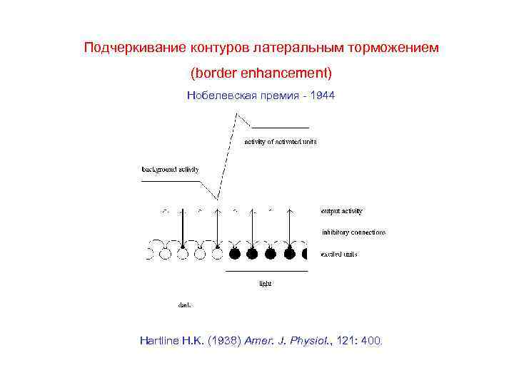 Подчеркивание контуров латеральным торможением (border enhancement) Нобелевская премия - 1944 Hartline H. K. (1938)