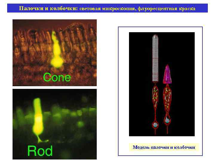 Палочки и колбочки: световая микроскопия, флуоресцентная краска Модель палочки и колбочки 