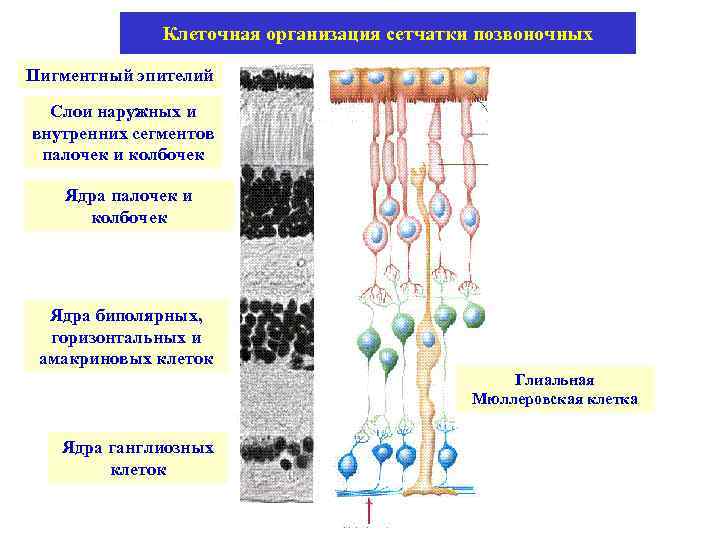 Клеточная организация сетчатки позвоночных Пигментный эпителий Слои наружных и внутренних сегментов палочек и колбочек