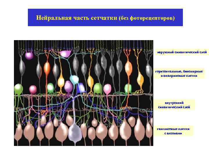 Нейральная часть сетчатки (без фоторецепторов) наружный синаптический слой горизонтальные, биполярные и амакриновые клетки внутренний