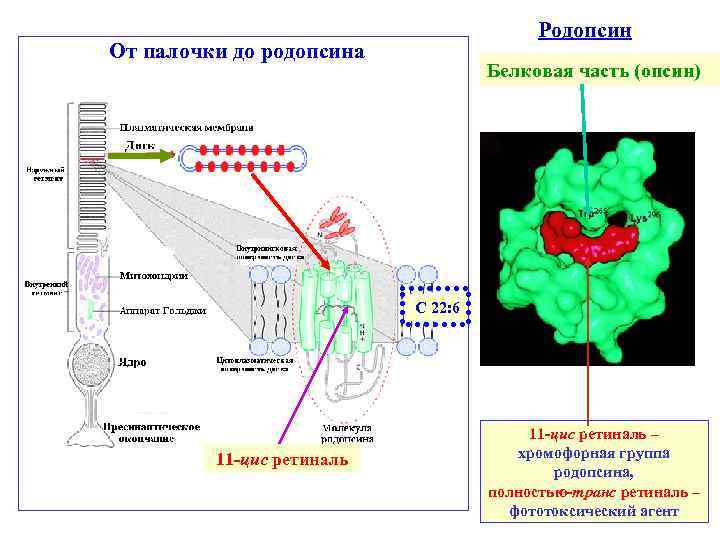 Родопсин От палочки до родопсина Белковая часть (опсин) С 22: 6 11 -цис ретиналь