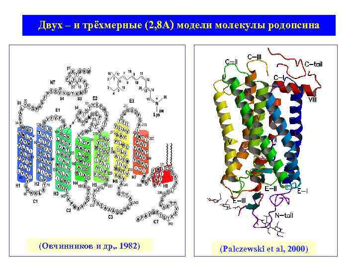 Двух – и трёхмерные (2, 8 А) модели молекулы родопсина (Овчинников и др, .