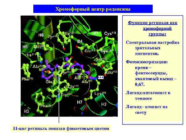 Хромофорный центр родопсина Функции ретиналя как хромофорной группы: Спектральная настройка зрительных пигментов. Фотоизомеризация: время