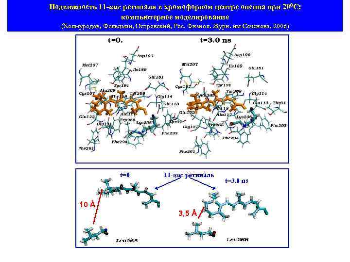 Подвижность 11 -цис ретиналя в хромофорном центре опсина при 200 С: компьютерное моделирование (Холмуродов,