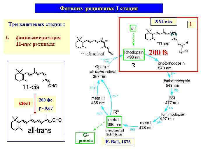 Фотолиз родопсина: I стадия XXI век Три ключевых стадии : 1. фотоизомеризация 11 -цис