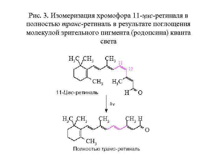 Рис. 3. Изомеризация хромофора 11 -цис-ретиналя в полностью транс-ретиналь в результате поглощения молекулой зрительного