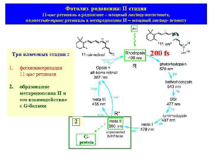 Фотолиз родопсина: II стадия 11 -цис ретиналь в родопсине – мощный лиганд-антагонист, полностью-транс ретиналь