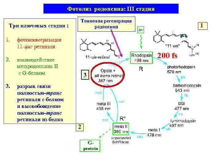 Фотолиз родопсина: III стадия Три ключевых стадии : Темновая регенерация родопсина 1. фотоизомеризация 11