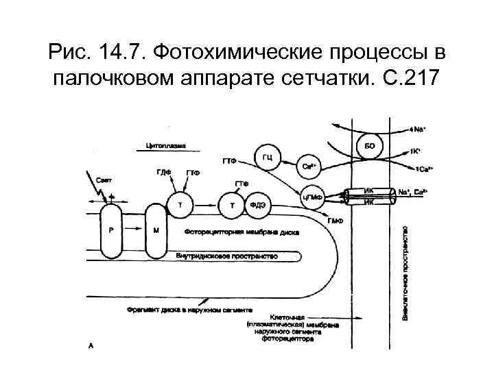 Рис. 14. 7. Фотохимические процессы в палочковом аппарате сетчатки. С. 217 