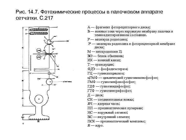 Рис. 14. 7. Фотохимические процессы в палочковом аппарате сетчатки. С. 217 А — фрагмент