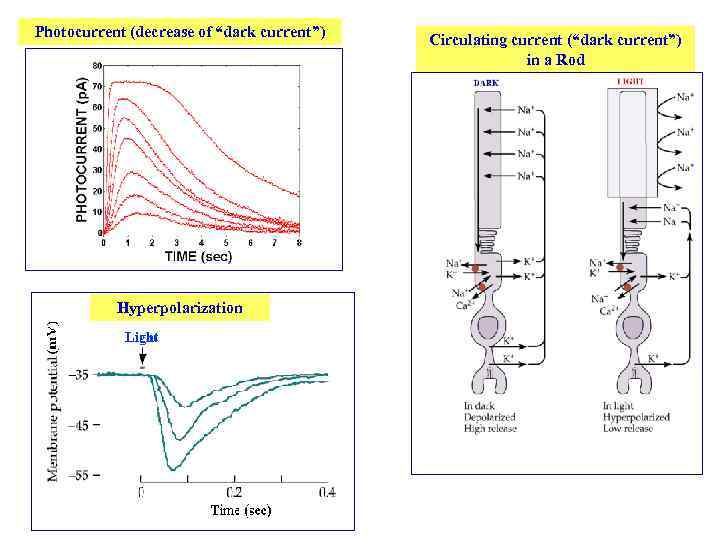 Photocurrent (decrease of “dark current”) Hyperpolarization Circulating current (“dark current”) in a Rod 