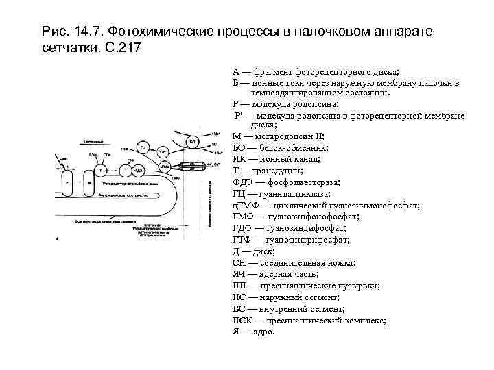 Рис. 14. 7. Фотохимические процессы в палочковом аппарате сетчатки. С. 217 А — фрагмент