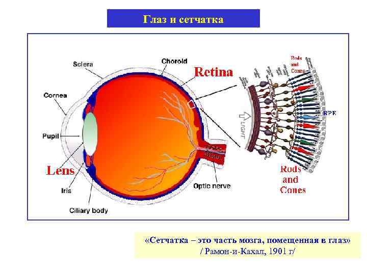 Глаз и сетчатка «Сетчатка – это часть мозга, помещенная в глаз» / Рамон-и-Кахал, 1901